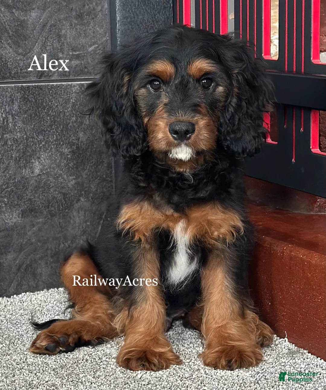 Cavapoo dogs for sale: Alex - Ad 1