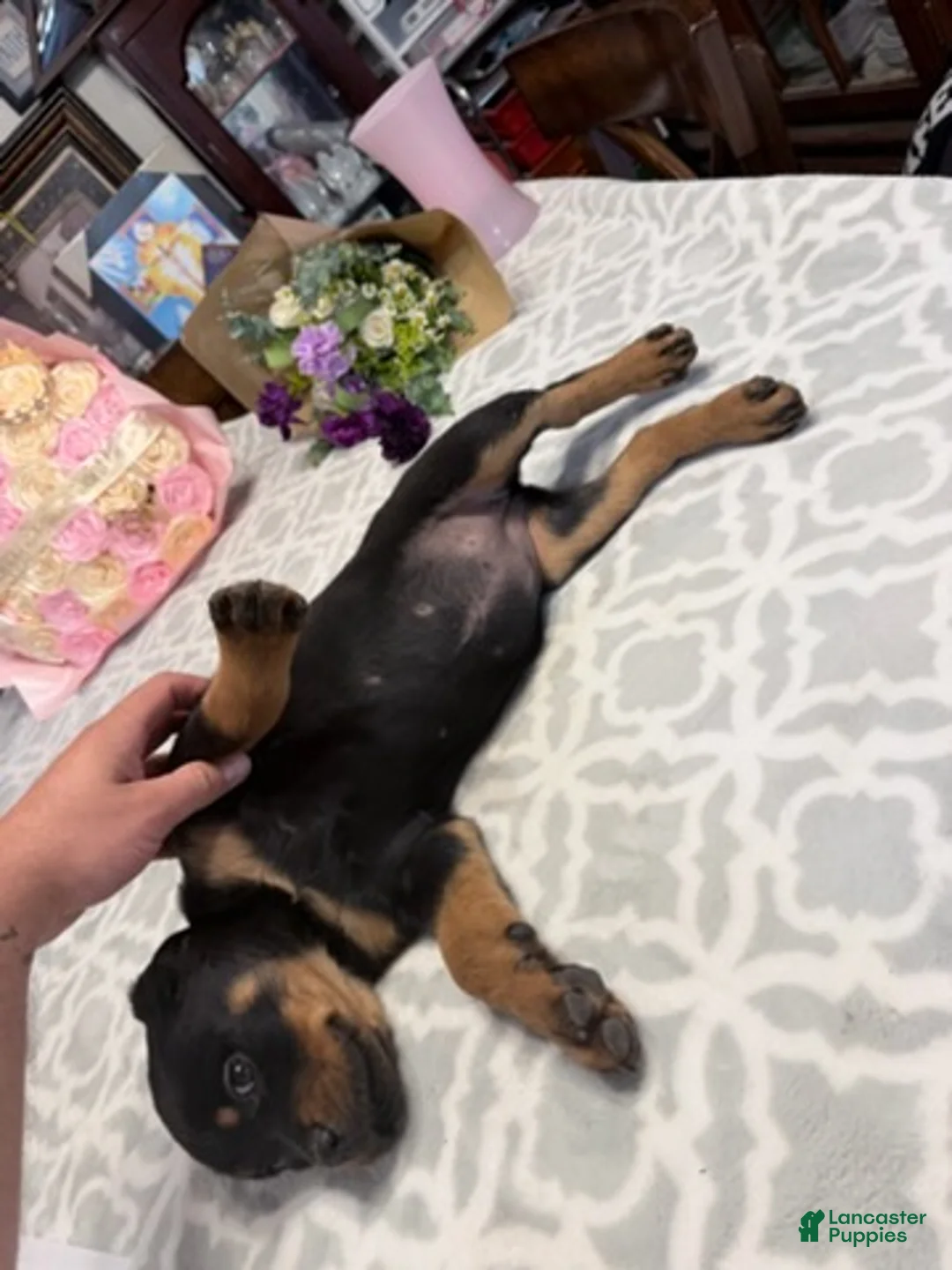 Rottweiler dogs for sale: Rottweiler Girl 3 - Ad 2