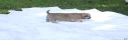 Pug dogs for sale: Leaf -female- - Ad 3