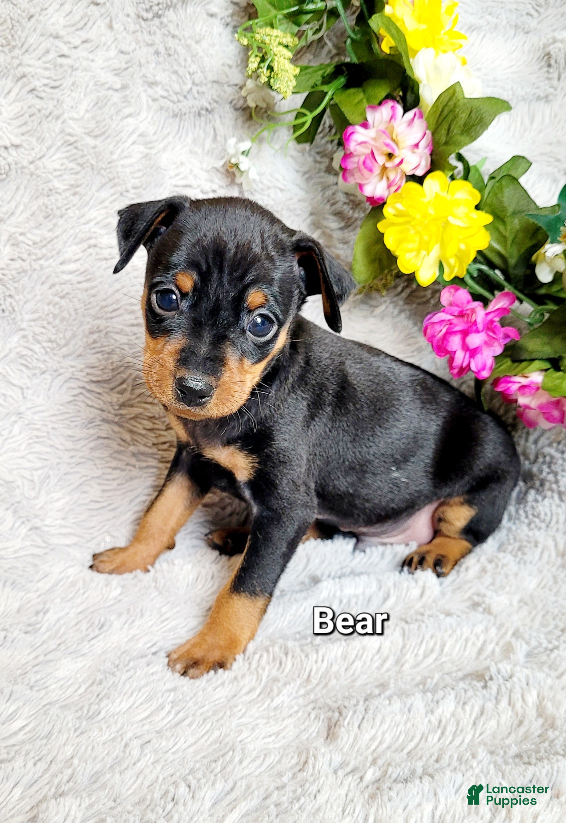 Miniature Pinscher dogs Bear - Ad 17