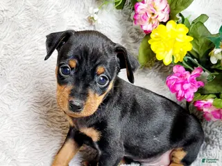 Miniature Pinscher dogs Bear - Ad 21