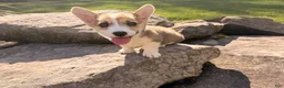 Welsh Corgi Pembroke dogs for sale: Tucker - Ad 9