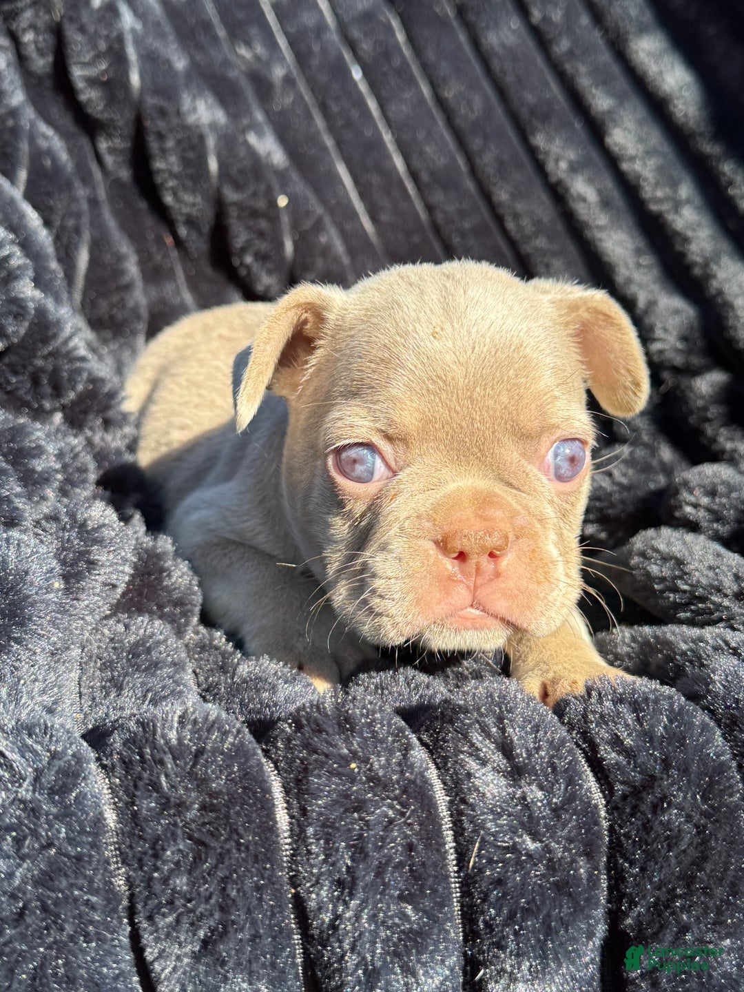 French Bulldog dogs for sale: French Bulldog Puppy 1 - Ad 14