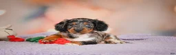 Dachshund dogs for sale: Tatum  - Ad 9