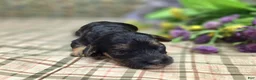 Cockapoo dogs for sale: Batty - Ad 38
