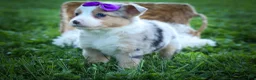Mixed Breed dogs for sale: Gloria🩷  - Ad 4