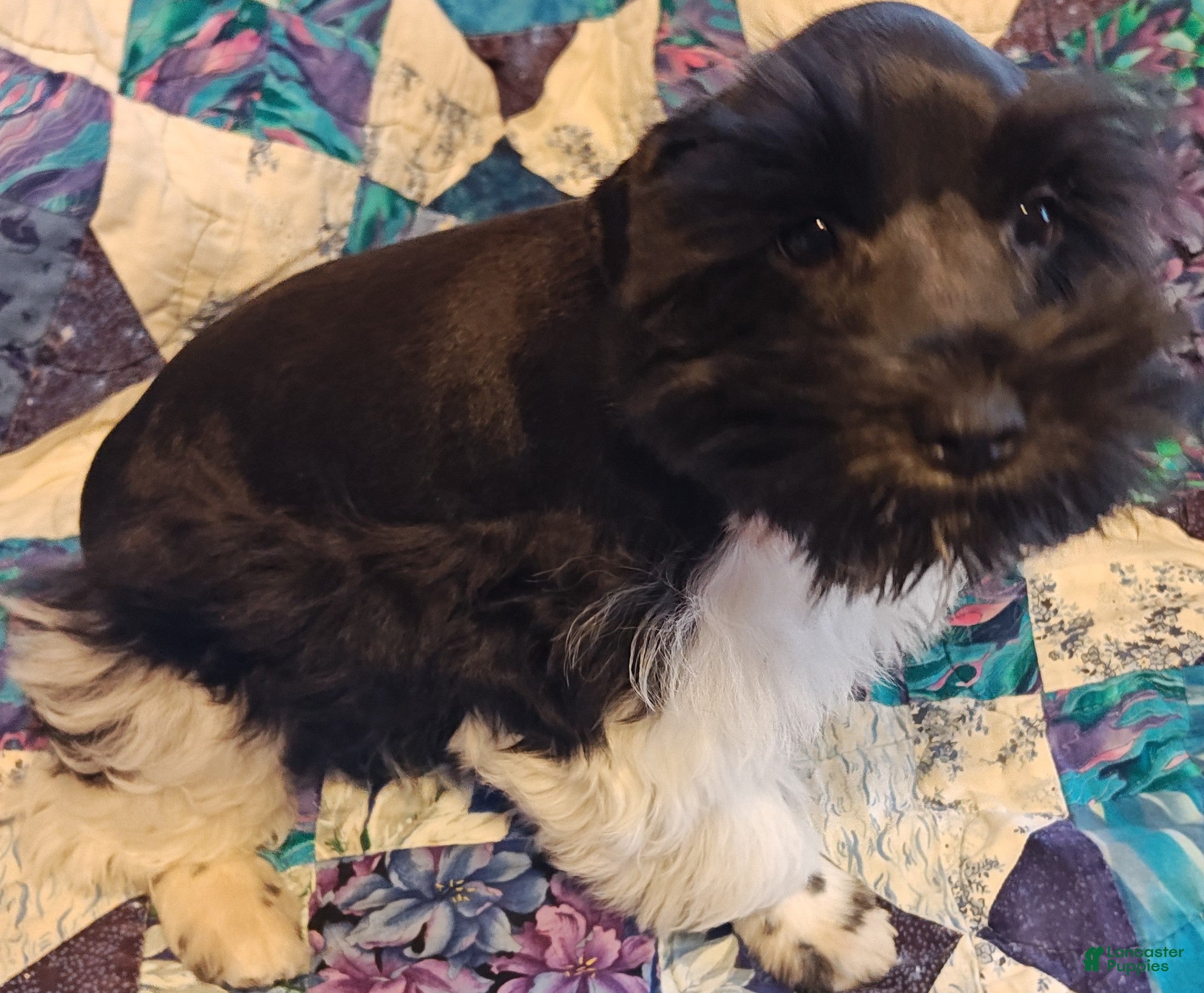 Miniature Schnauzer dogs Miniature Schnauzer Boy 1 - Ad 1