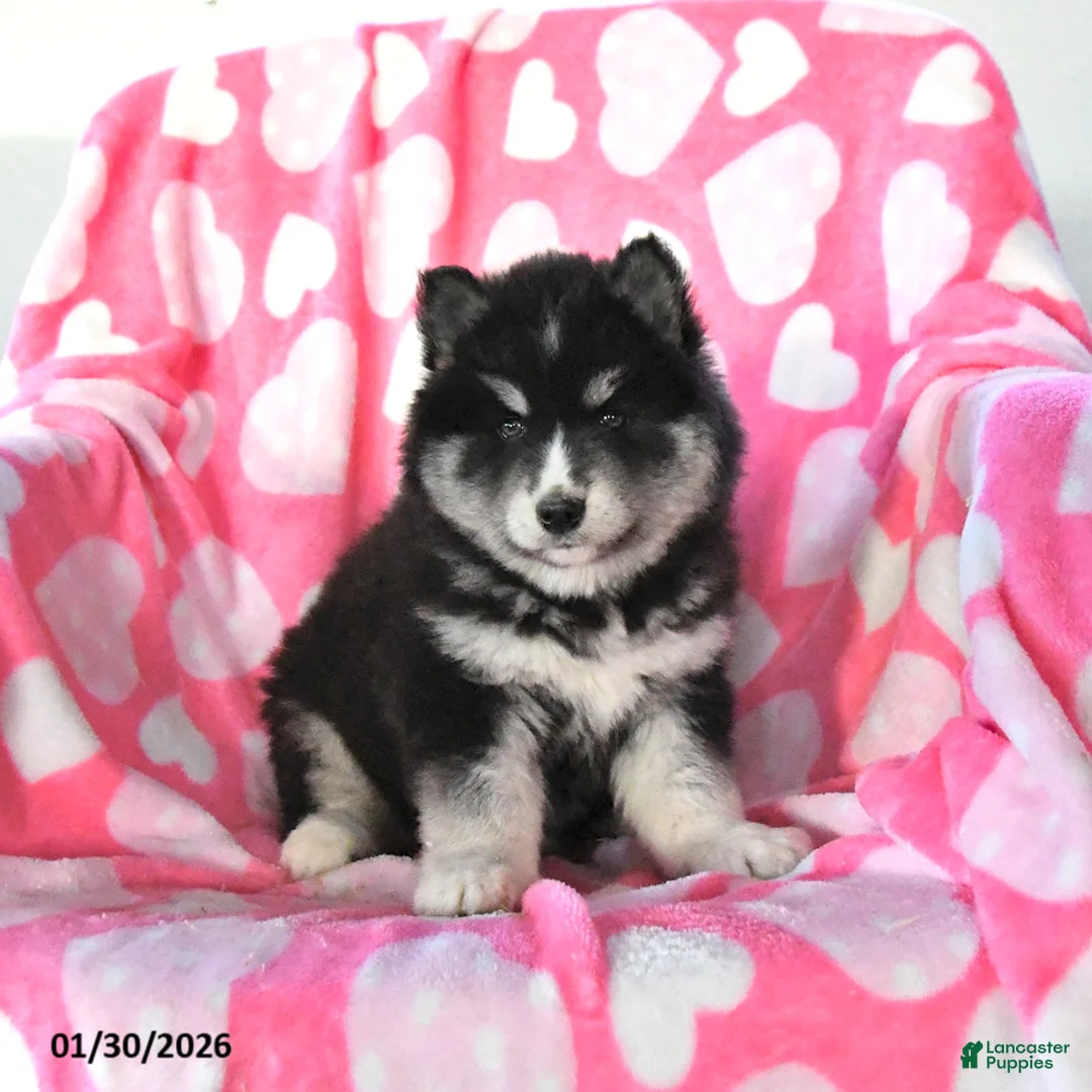 Pomsky dogs for sale: Sage - Ad 1