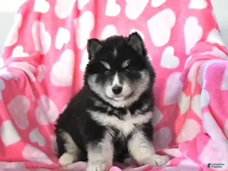Pomsky dogs Sage - Ad 9