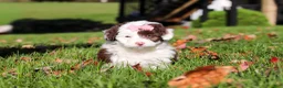 Mini Aussiedoodle dogs for sale: Pansy - Ad 4