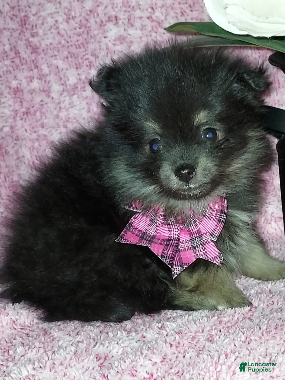 Pomeranian dogs for sale: Bitsy - Ad 1