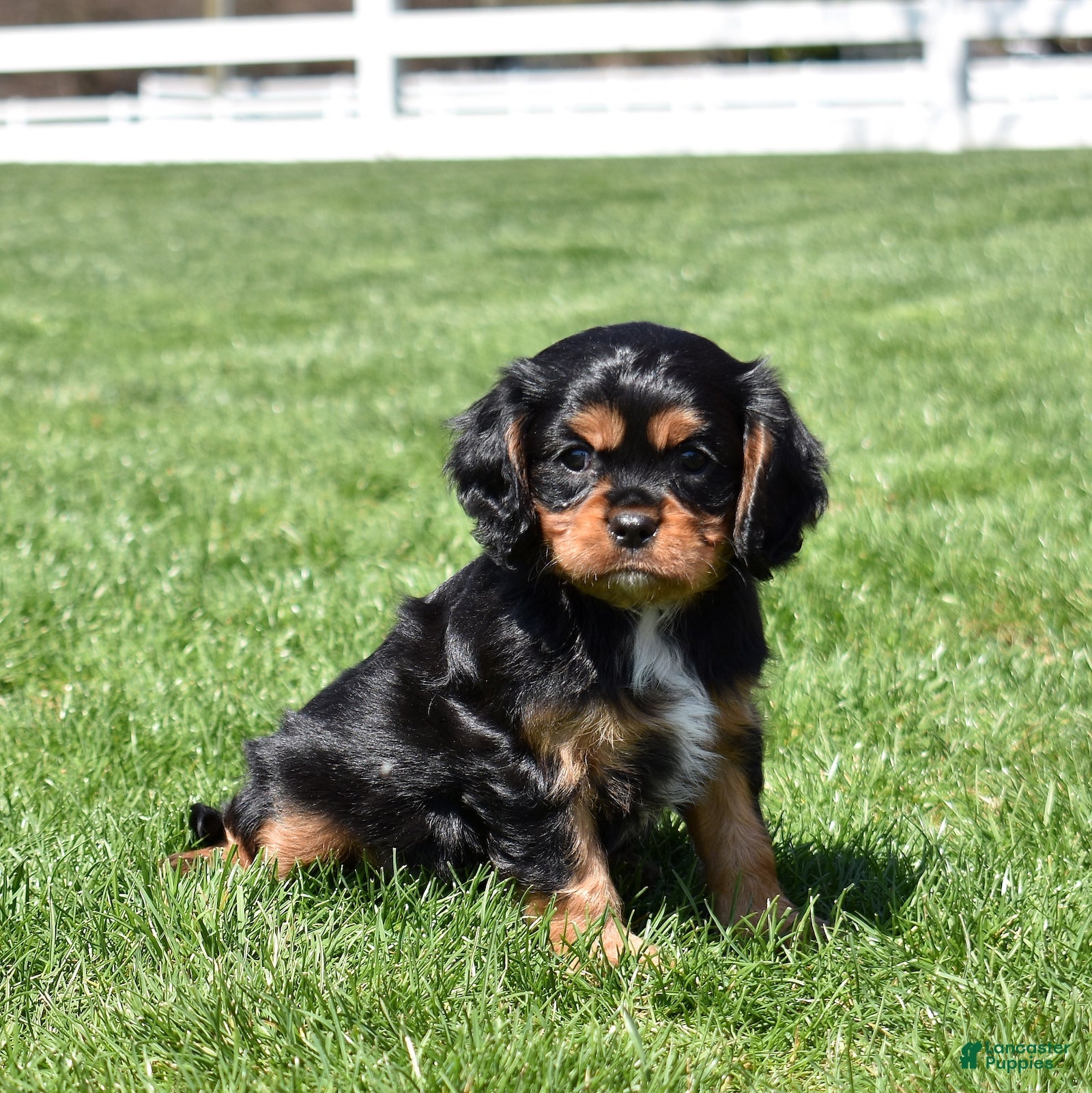 Cavalier King Charles Spaniel dogs Coach  - Ad 2