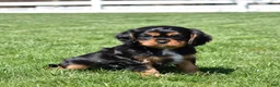Cavalier King Charles Spaniel dogs for sale: Coach  - Ad 2