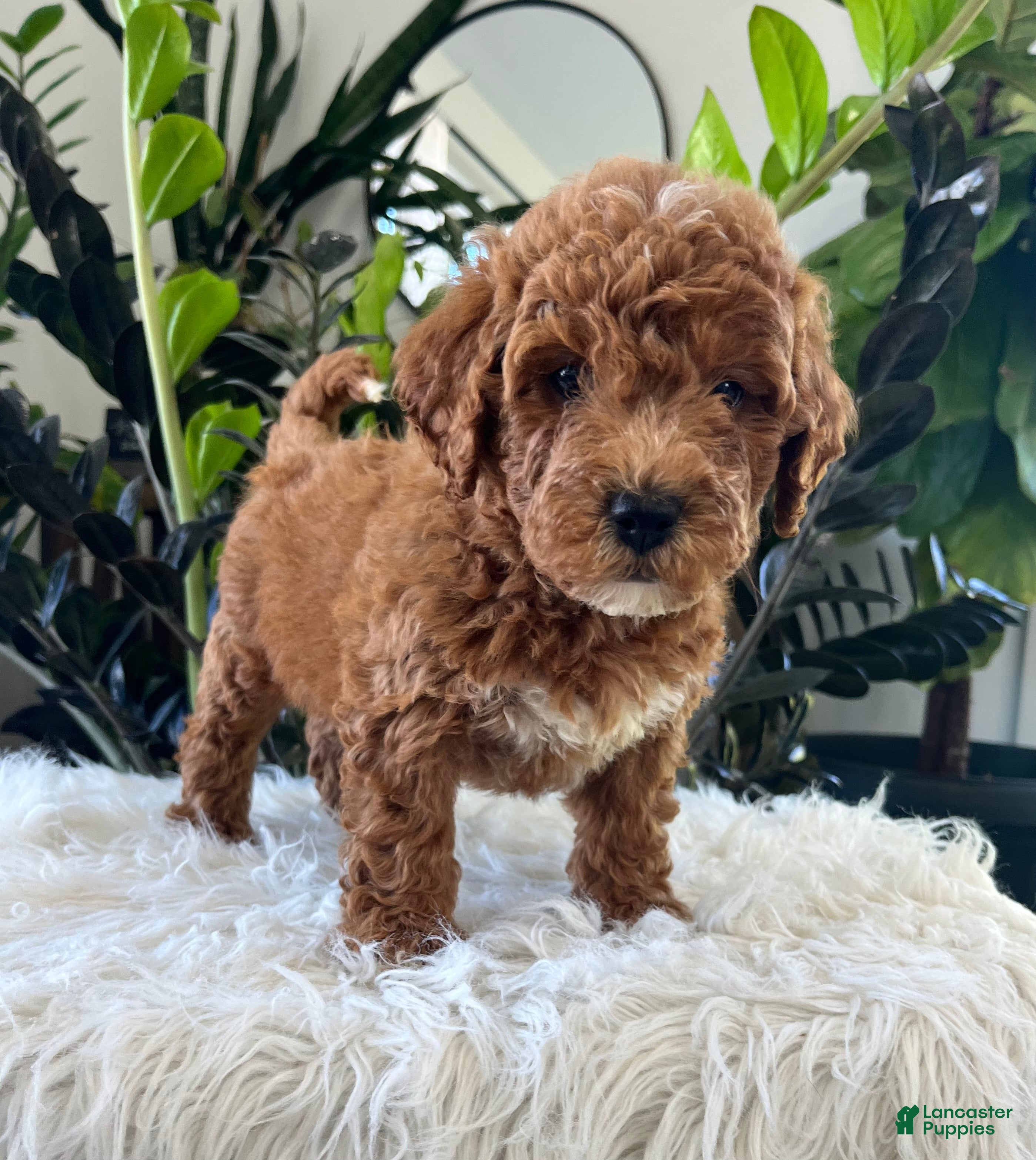 Mini Goldendoodle dogs Gracie  - Ad 2
