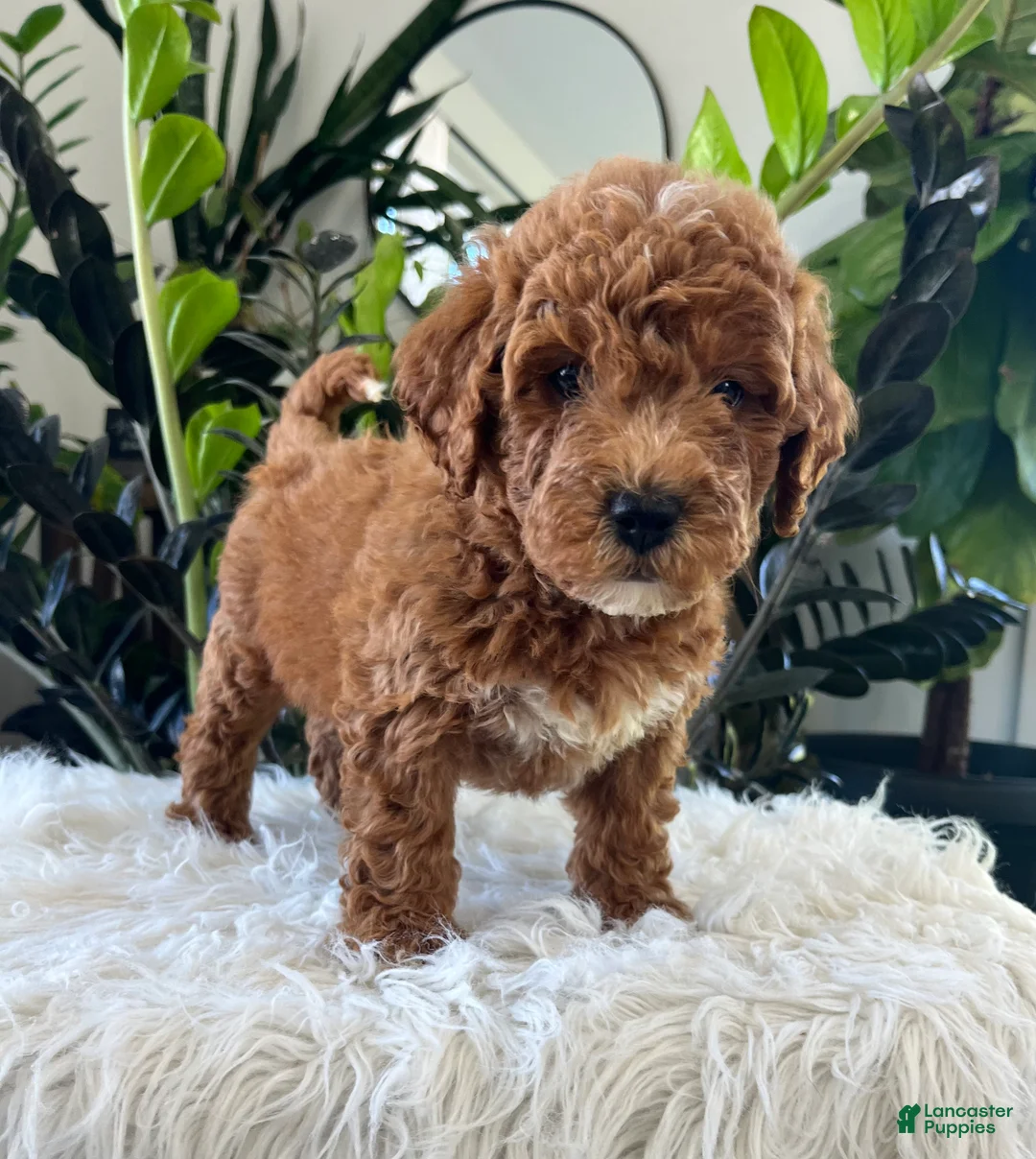 Mini Goldendoodle dogs for sale: Gracie  - Ad 2