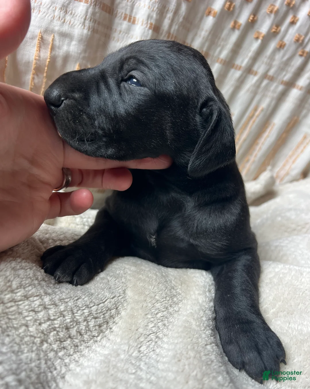 Great Dane dogs for sale: Giulia - Ad 2