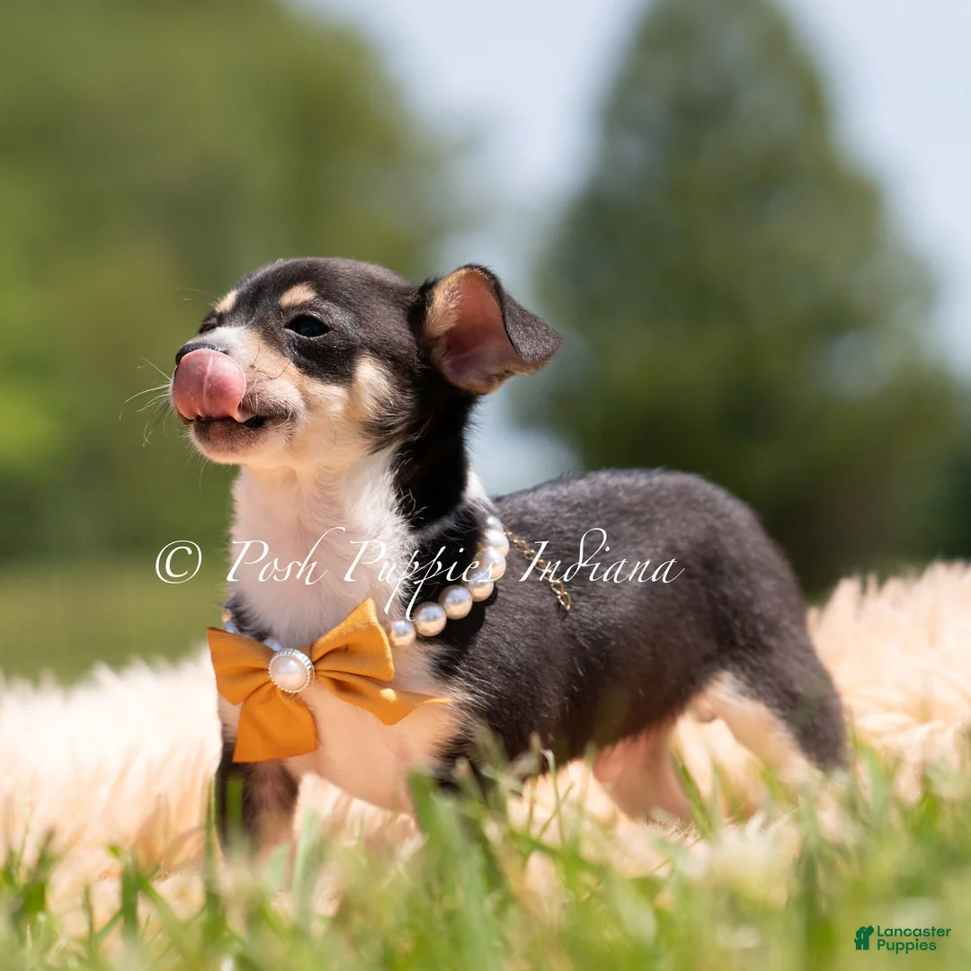 Chihuahua dogs for sale: Sunnybun - Ad 2