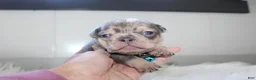 French Bulldog dogs for sale: AKC Max - Ad 4