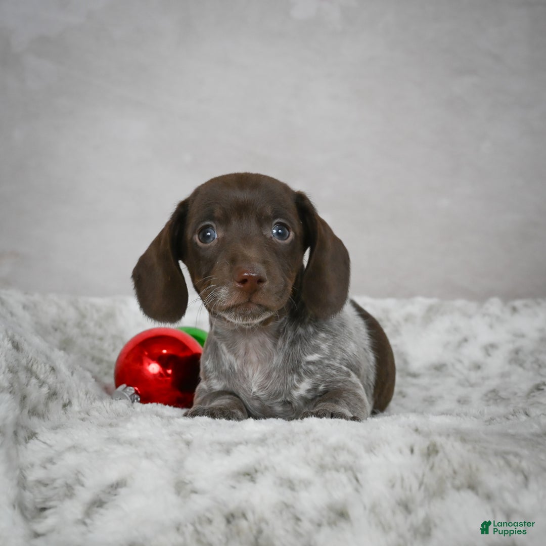 Miniature Dachshund dogs for sale: Hazel - Ad 9