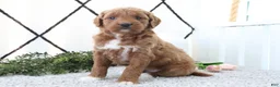 Mini Goldendoodle dogs for sale: Railey - Ad 4