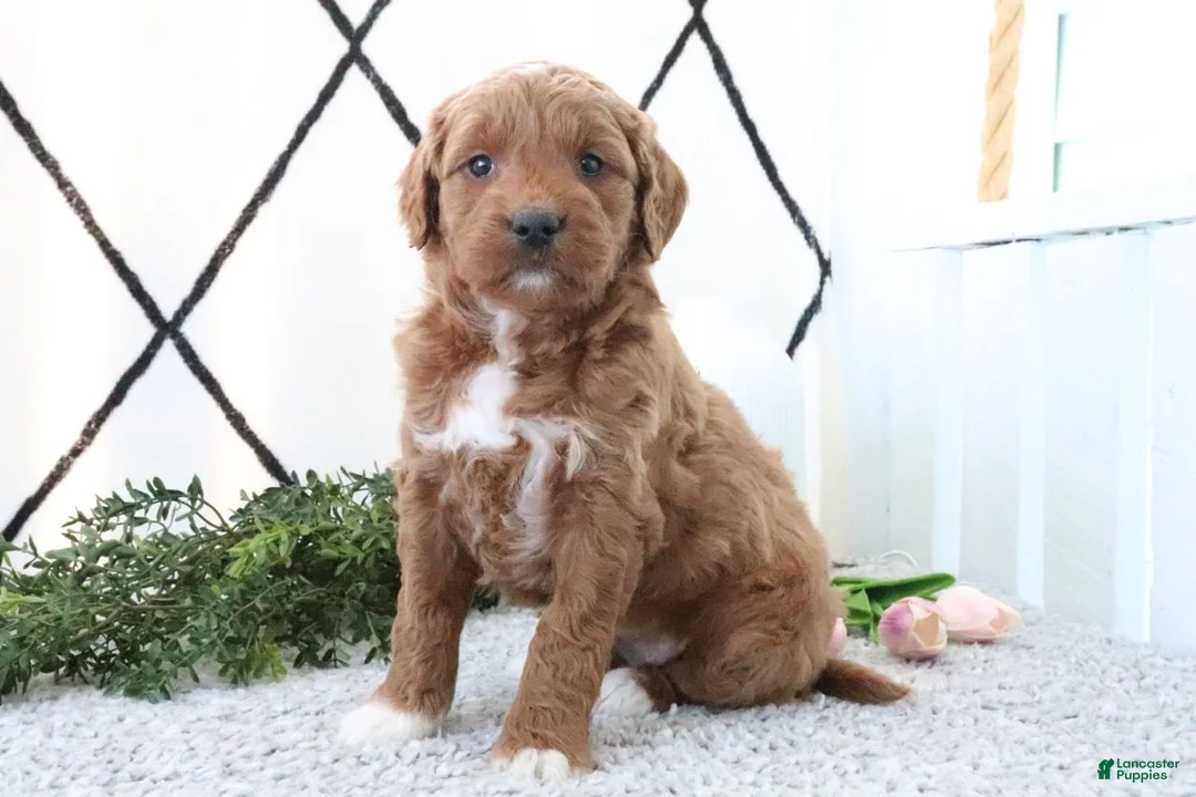 Mini Goldendoodle dogs for sale: Railey - Ad 4