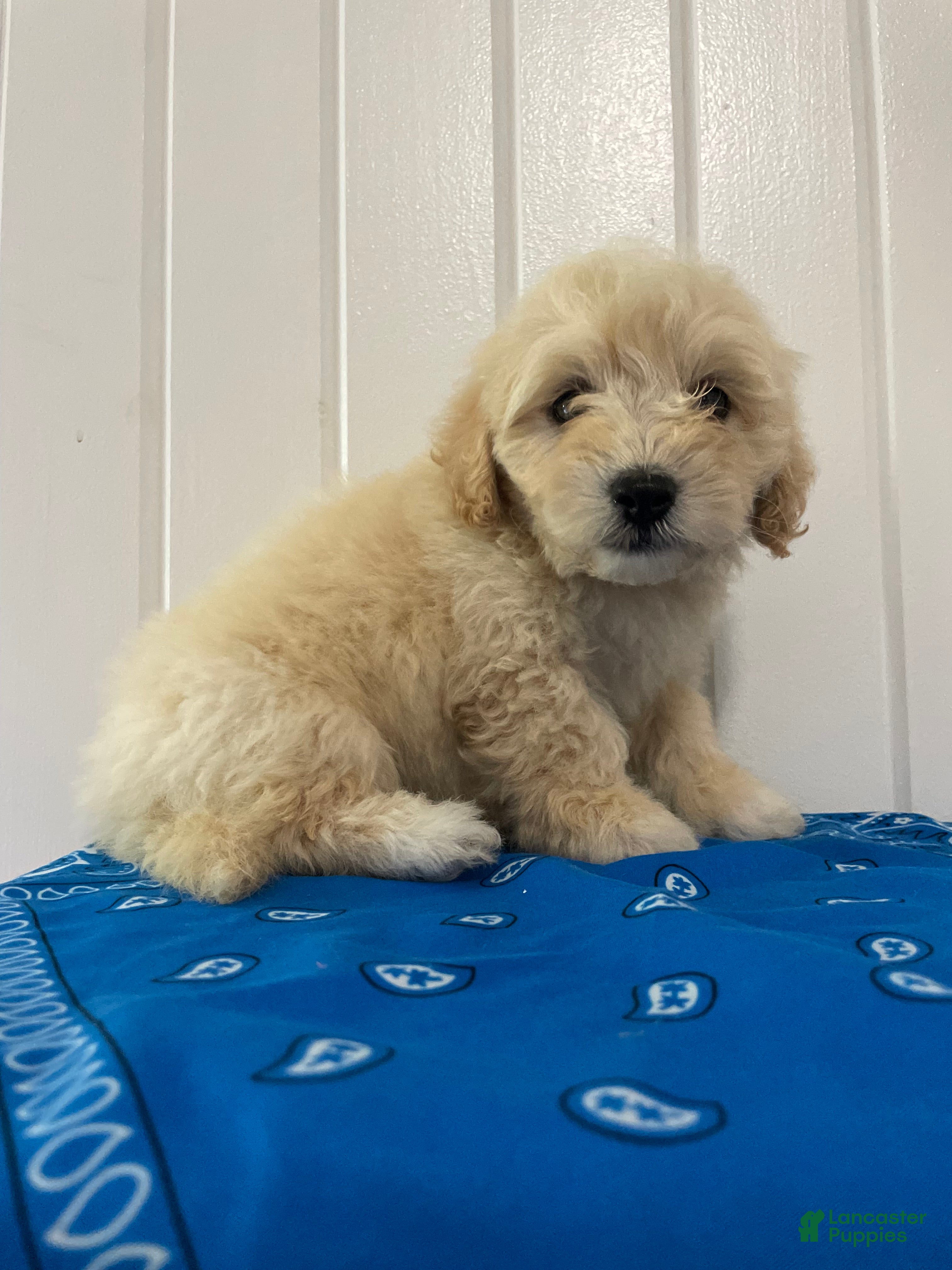 Maltipoo dogs Diego - Ad 1