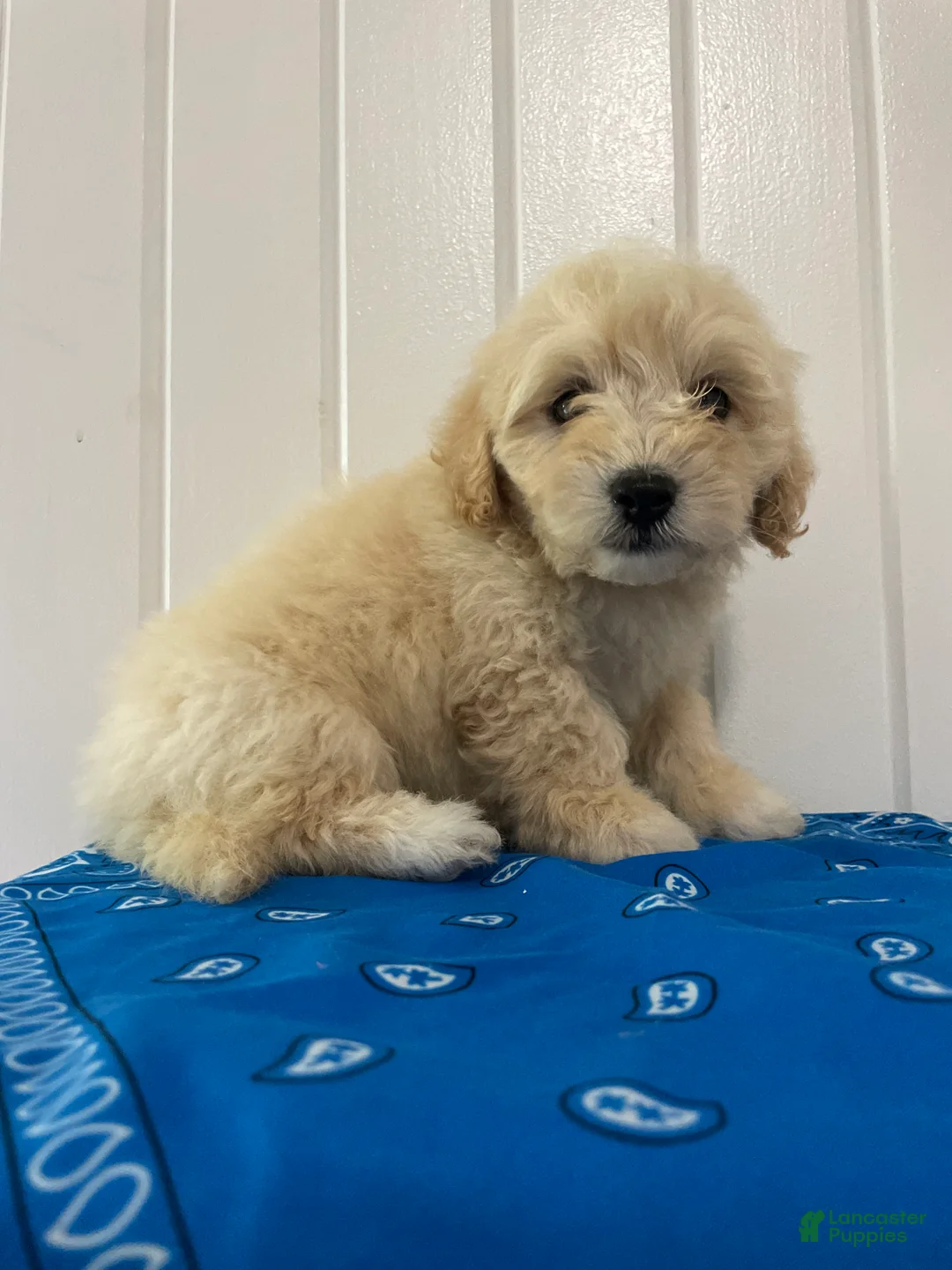 Maltipoo dogs for sale: Diego - Ad 1