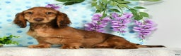 Miniature Dachshund dogs for sale: Murry - Ad 1