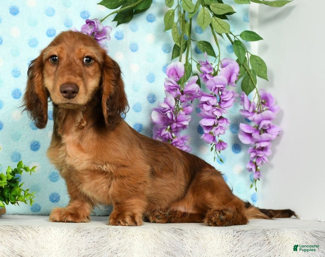 Miniature Dachshund dogs for sale: Murry - Ad 1