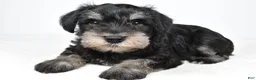 Miniature Schnauzer dogs for sale: Wally - Ad 4