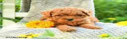 Maltipoo dogs for sale: Marigold - Ad 4