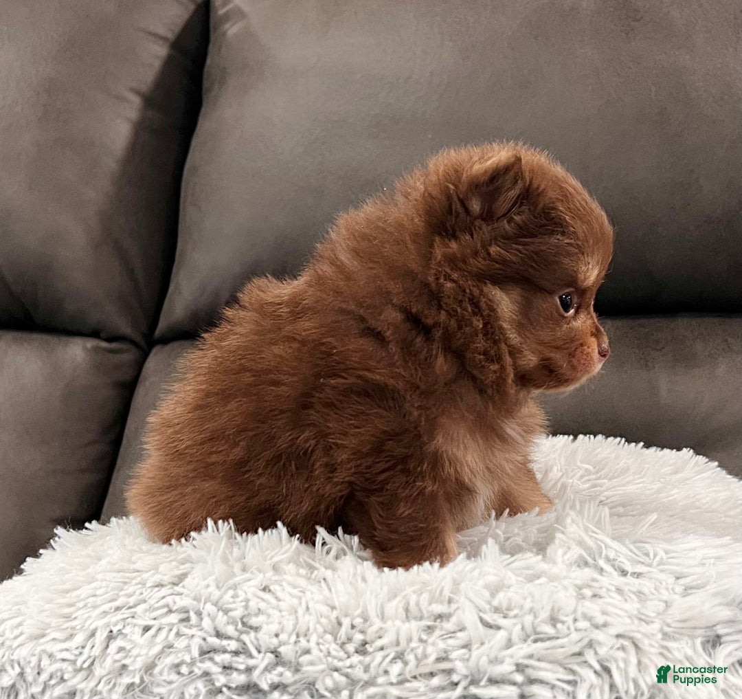 Pomeranian dogs for sale: Sparky - Ad 3