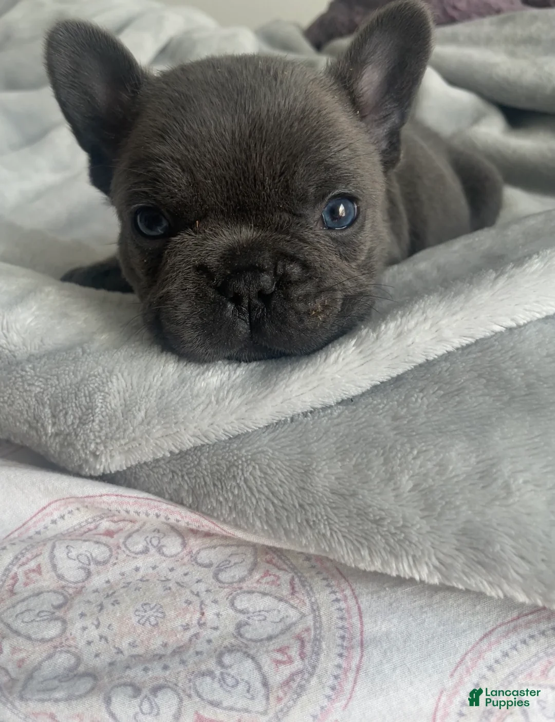 French Bulldog dogs for sale: French Bulldog Puppy 1 - Ad 2