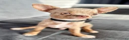 Chihuahua dogs for sale: Merle  - Ad 3