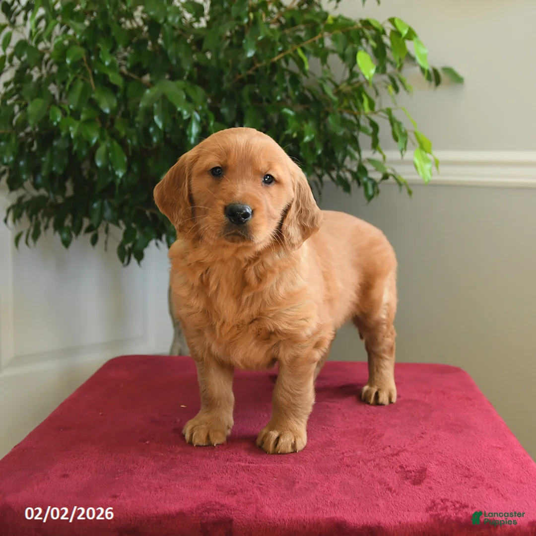 Golden Retriever dogs for sale: Snickers - Ad 2