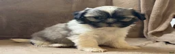 Shih Tzu dogs for sale: Cody - Ad 7