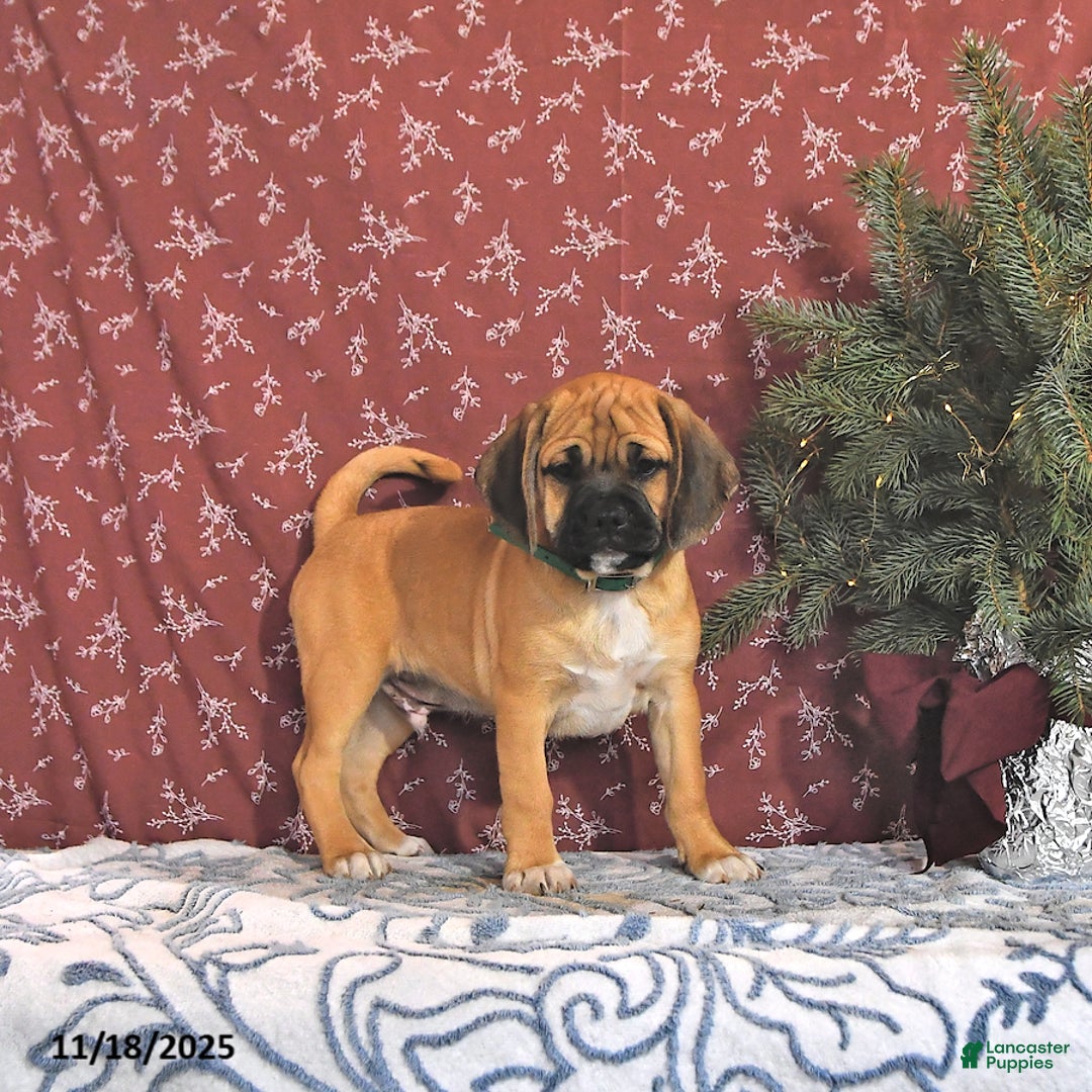 Puggle dogs for sale: Herbo - Ad 1