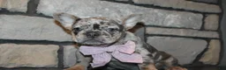 French Bulldog dogs for sale: AKC Zoe - Ad 13