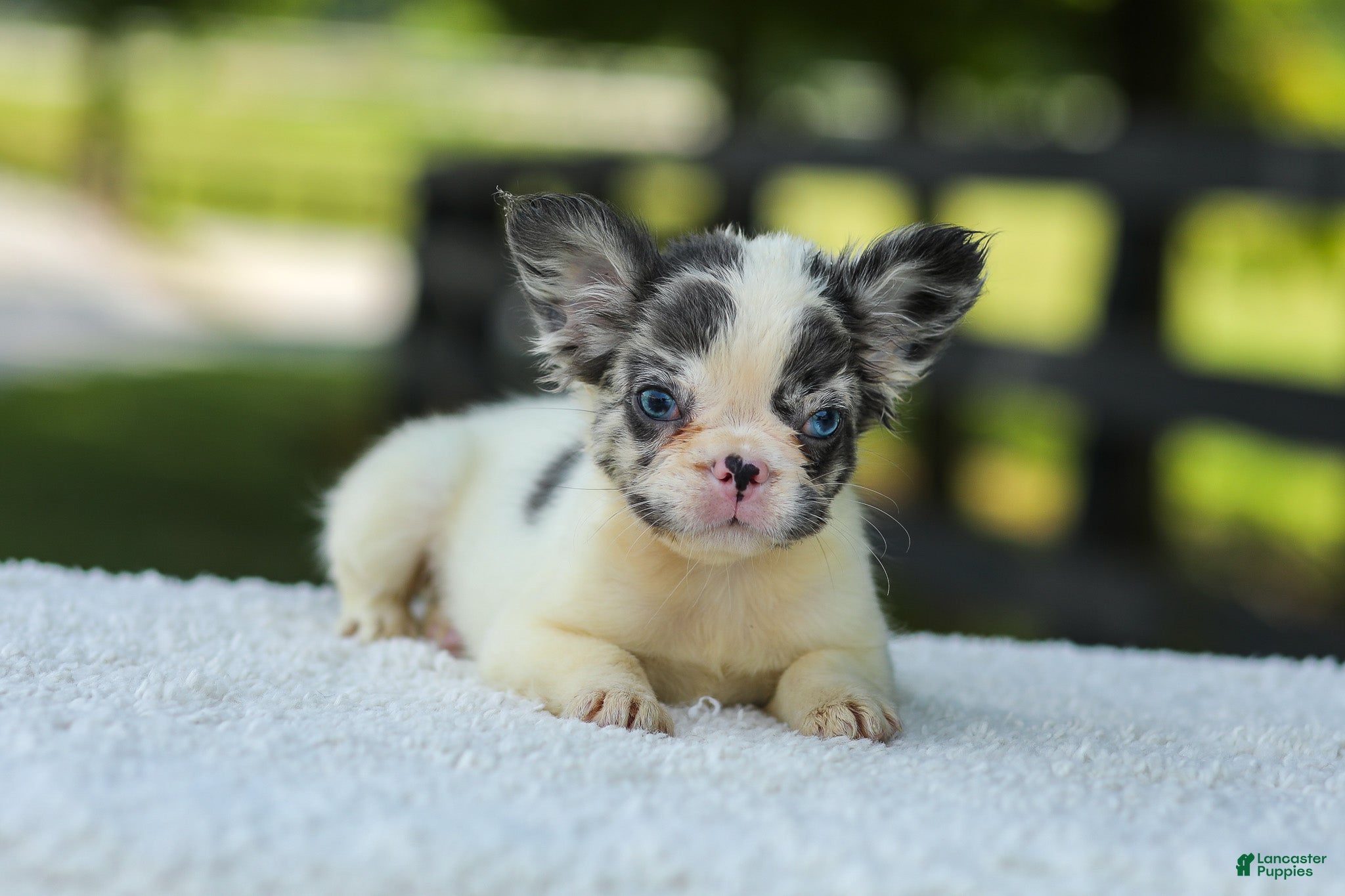 French Bulldog dogs Kelly - Ad 1