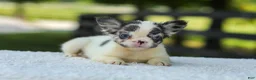 French Bulldog dogs for sale: Kelly - Ad 1
