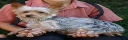 Yorkshire Terrier dogs for sale: Jupiter - Ad 6