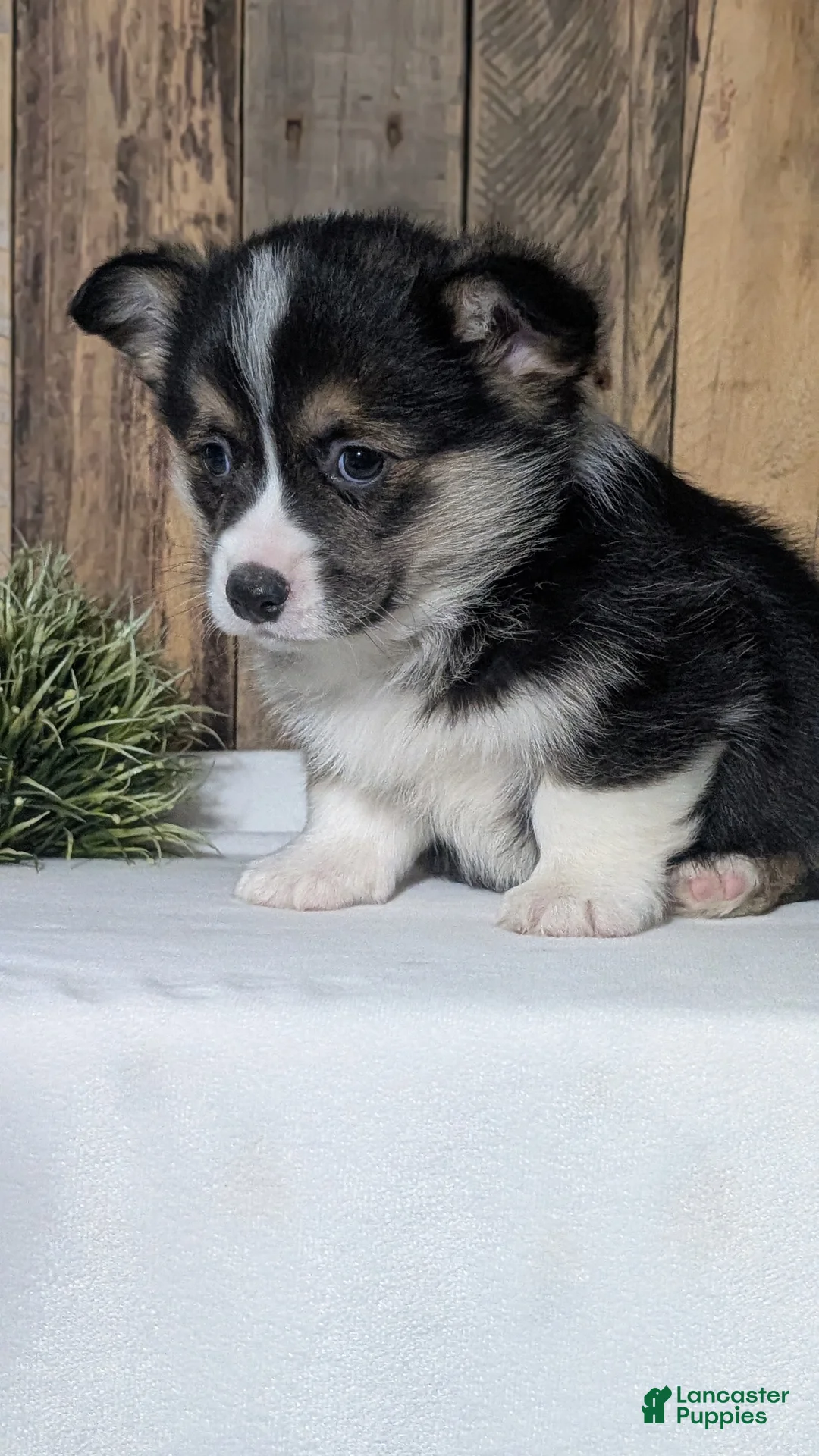Welsh Corgi Pembroke dogs for sale: Nash - Ad 4