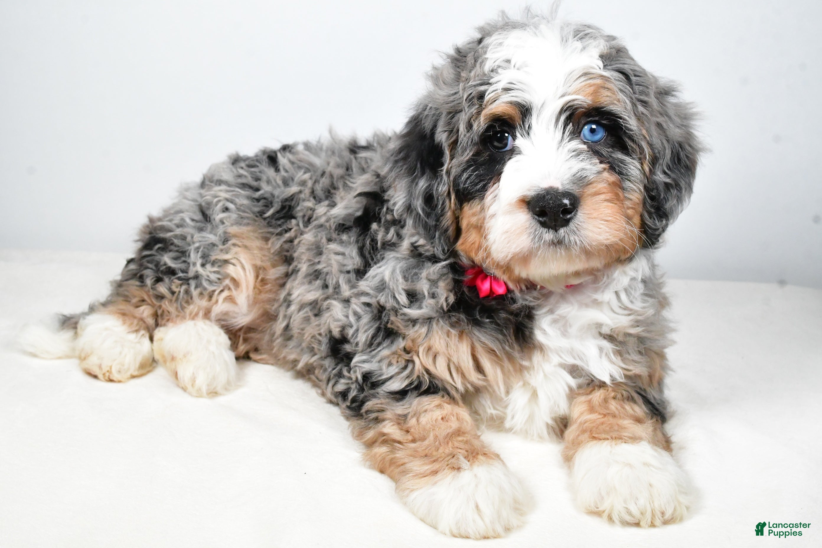 Mini Bernedoodle dogs Crystal - Ad 25