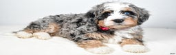 Mini Bernedoodle dogs for sale: Crystal - Ad 1