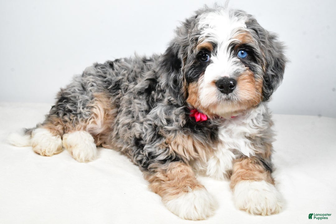 Mini Bernedoodle dogs for sale: Crystal - Ad 1