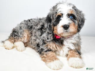 Mini Bernedoodle dogs Crystal - Ad 25