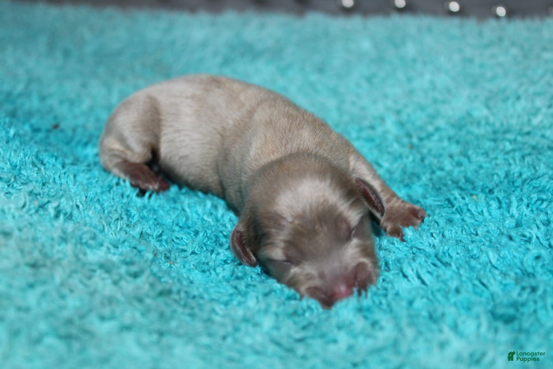 Miniature Dachshund dogs for sale: Piper Mini - Ad 8