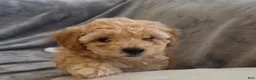 Maltipoo dogs for sale: Nora - Ad 6