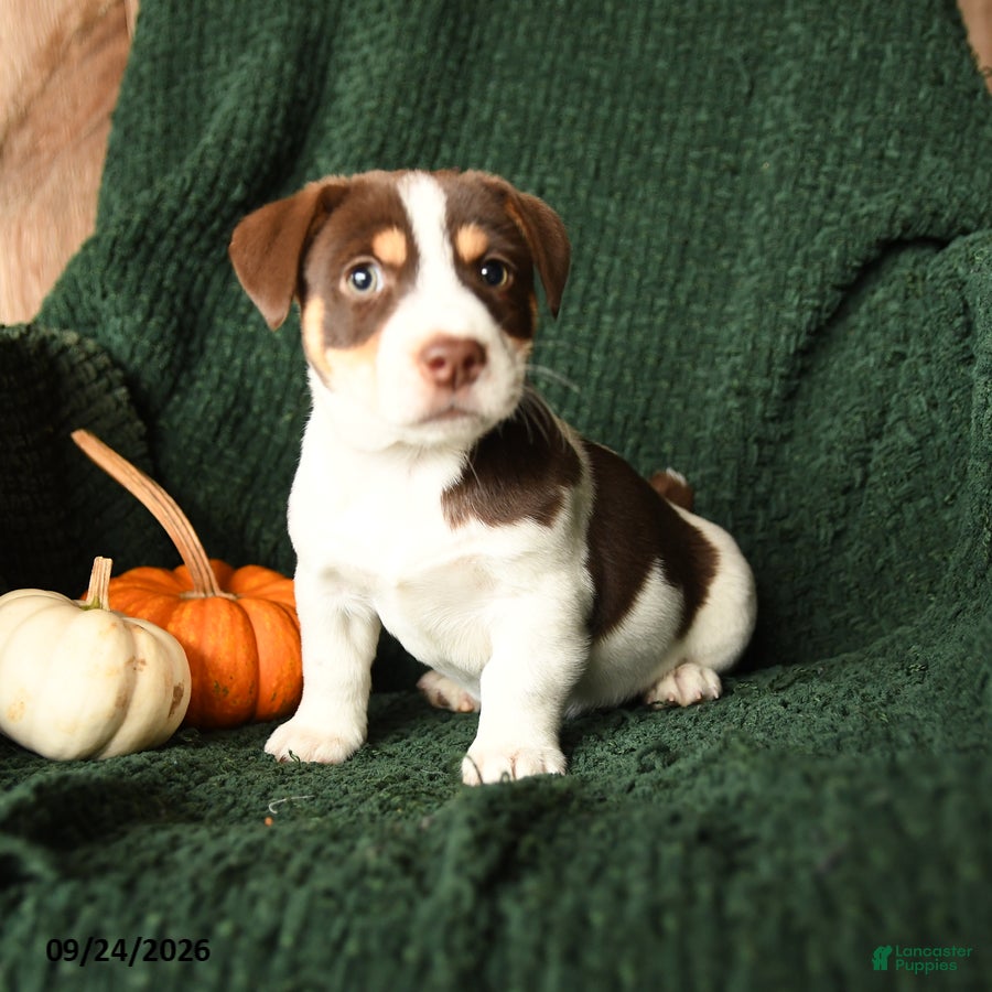 Wonda, Jack Russell