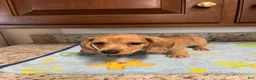 Miniature Dachshund dogs for sale: Ansh  - Ad 1
